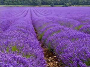 hoa khô lavender