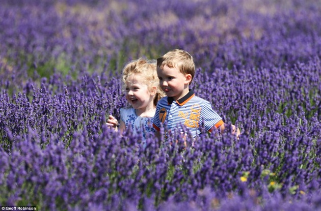 hoa lavender