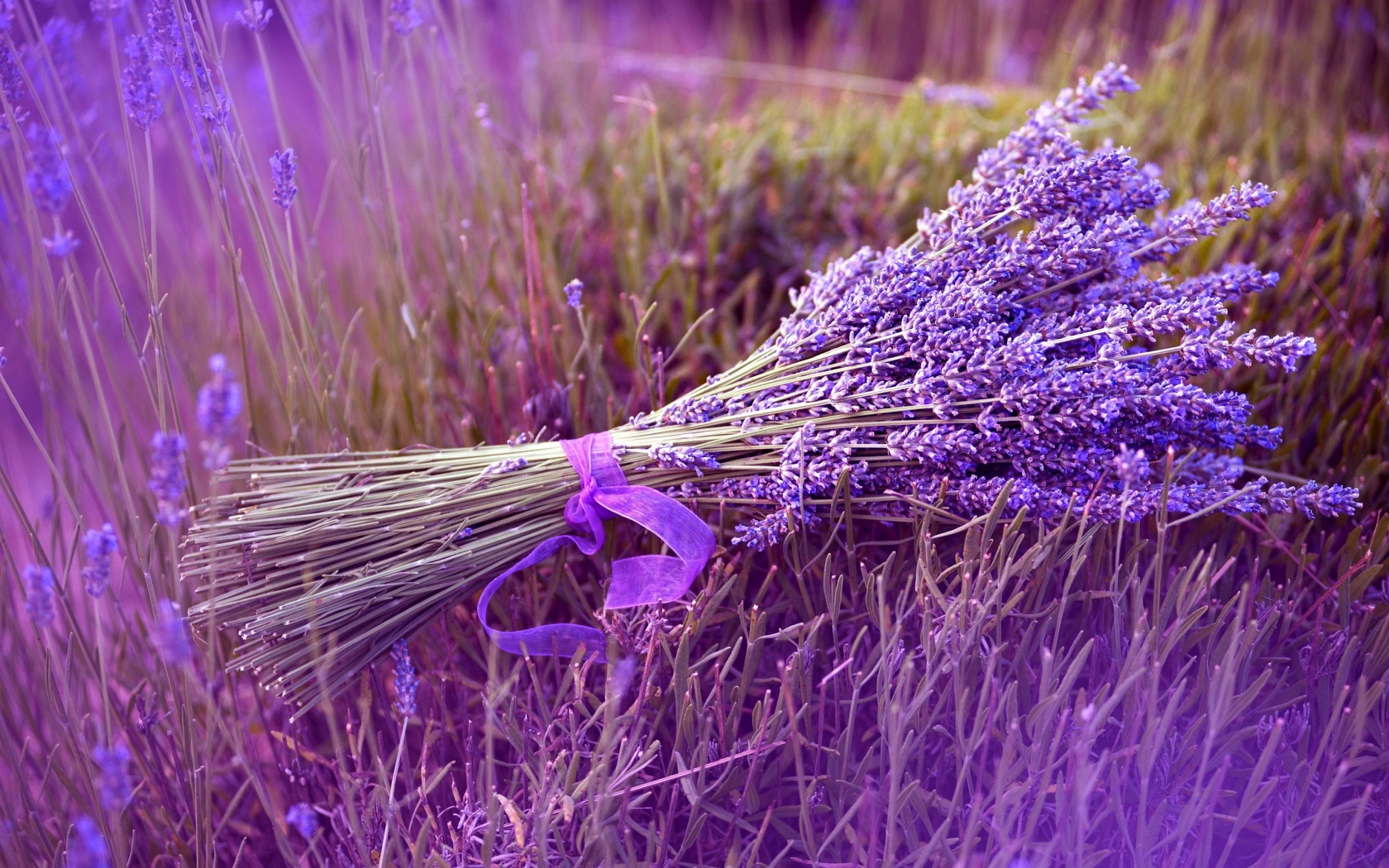 hoa lavender
