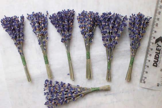 Hoa khô lavender