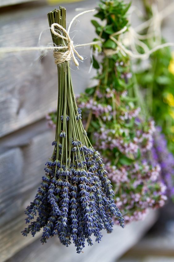 Hoa lavender khô