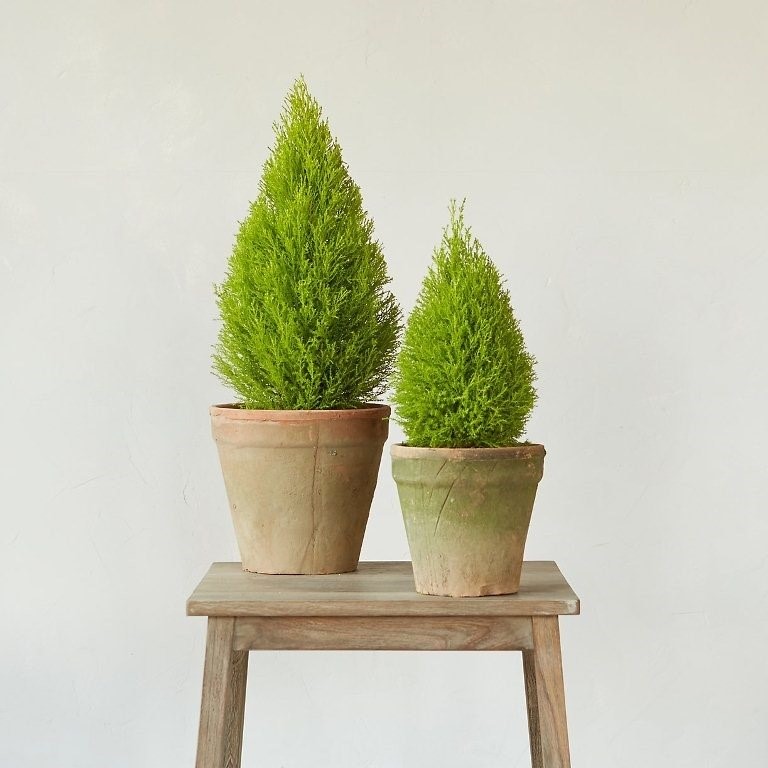 Thế giới lavender