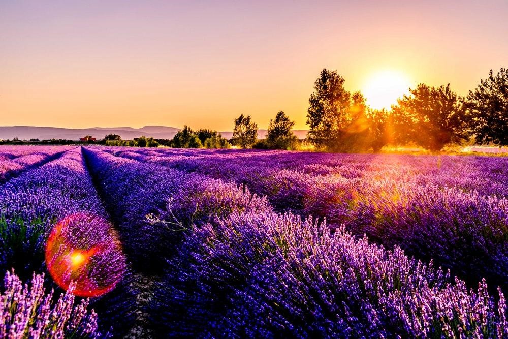 Thế giới Lavender