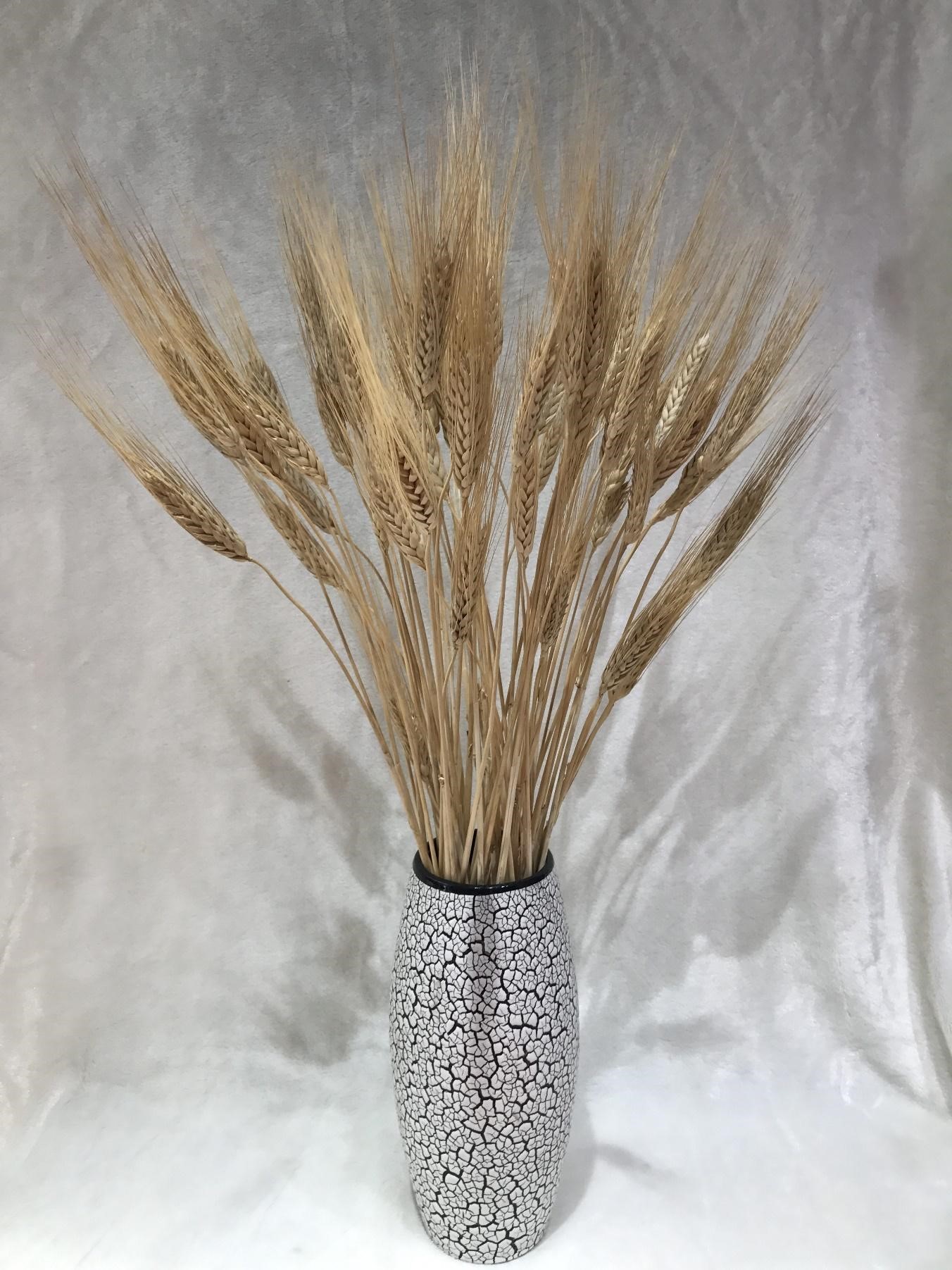 Thế giới Lavender