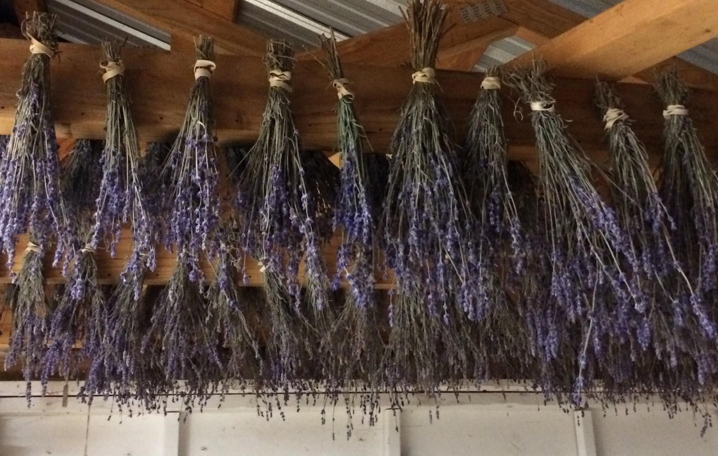 Thế giới Lavender