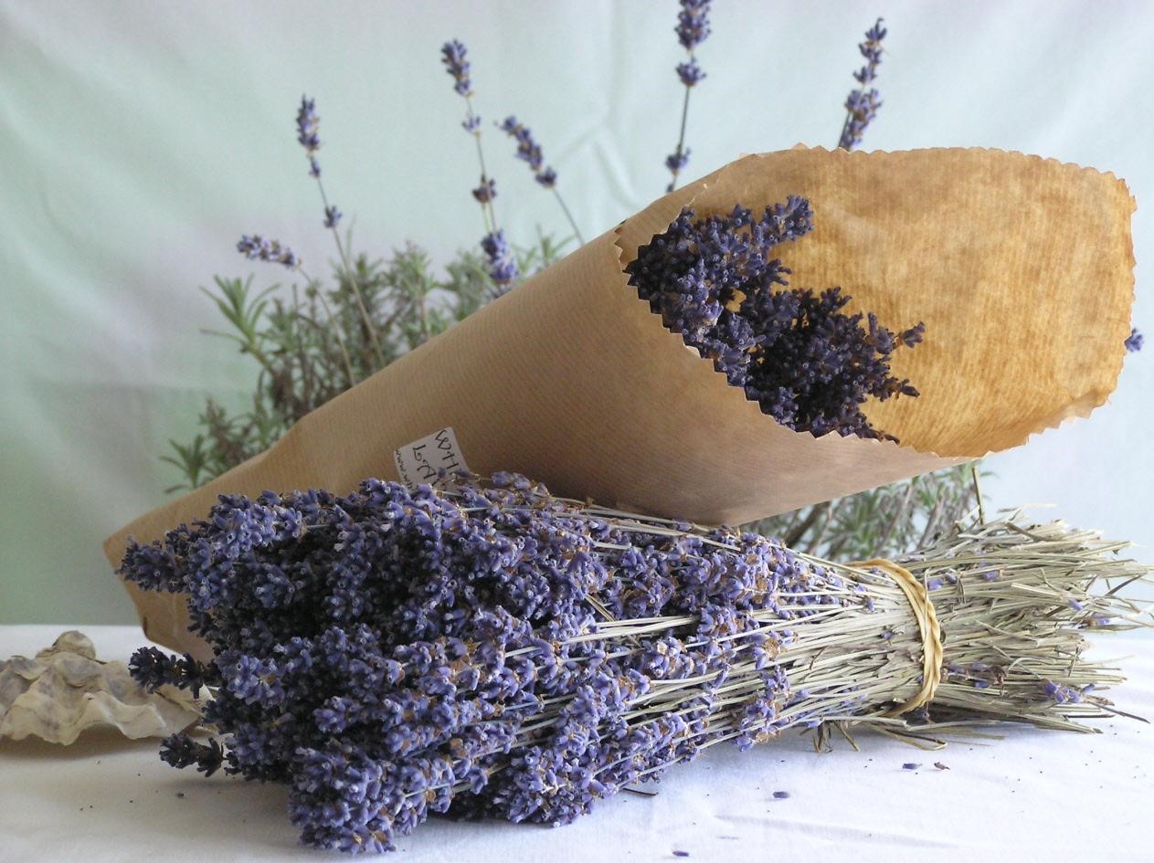 Thế giới Lavender