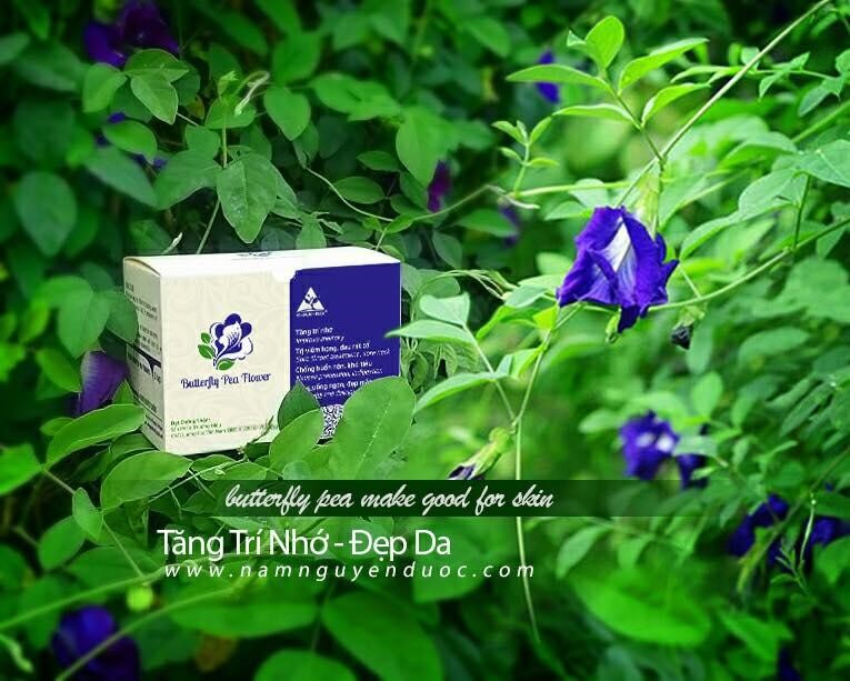 Trà túi lọc đậu biếc 