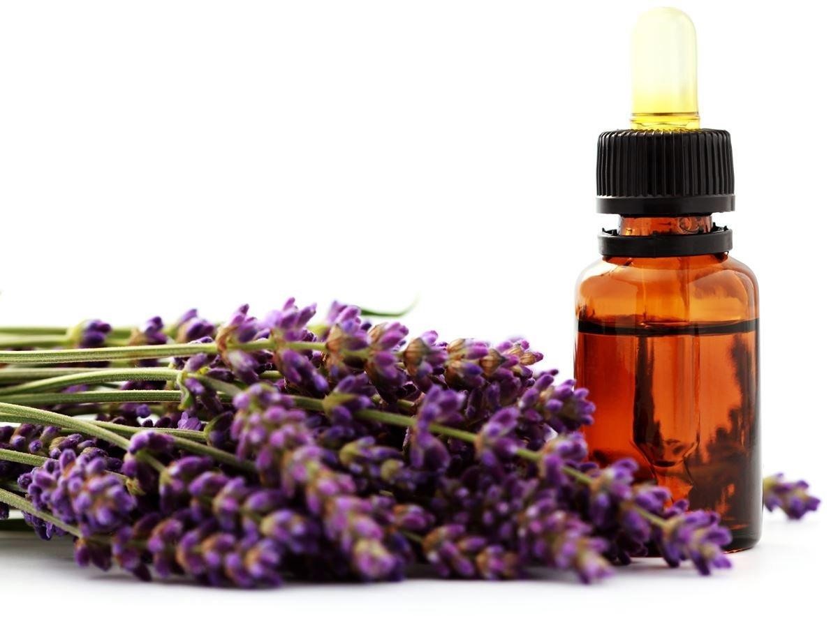 Thế giới Lavender