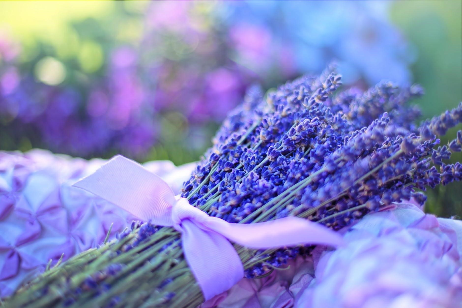 Thế giới Lavender