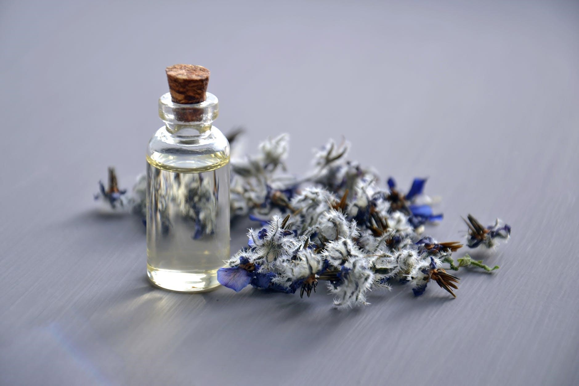 Thế Giới Lavender