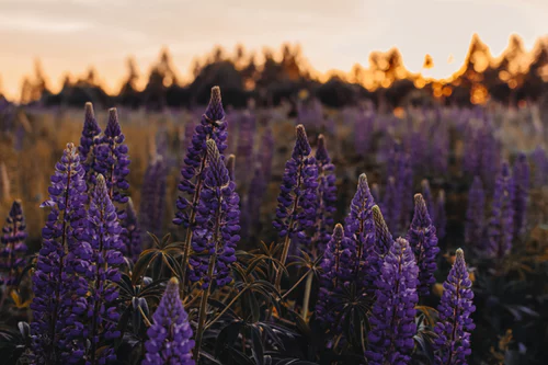 Thế giới Lavender