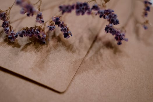 hoa lavender khô