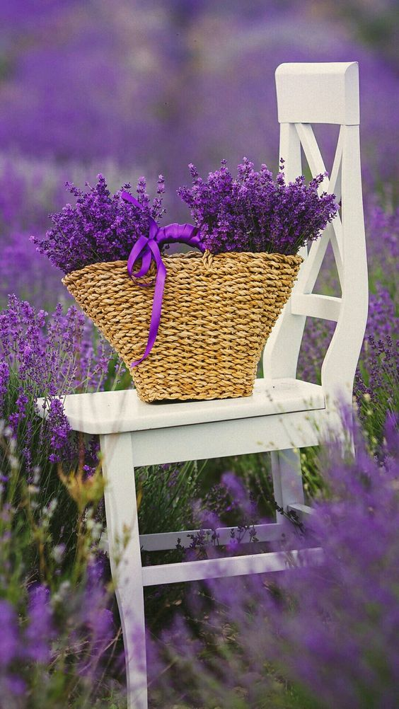 Thế giới Lavender