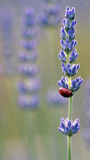 Thế giới Lavender 