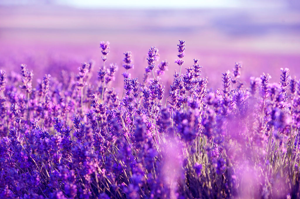 Thế giới Lavender