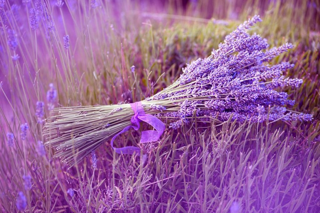 hoa lavender khô