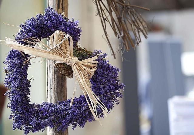 Thế giới Lavender: Nơi chắp cánh cho yêu thương bay xa