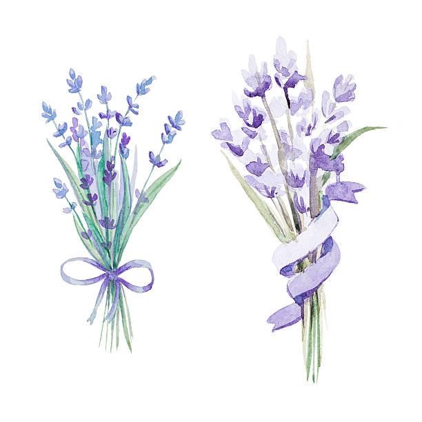 hoa lavender khô