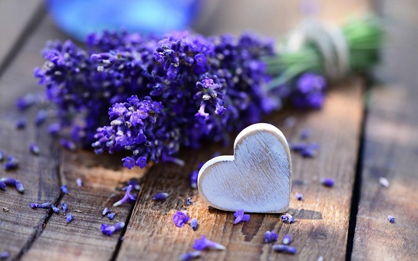 hoa lavender khô