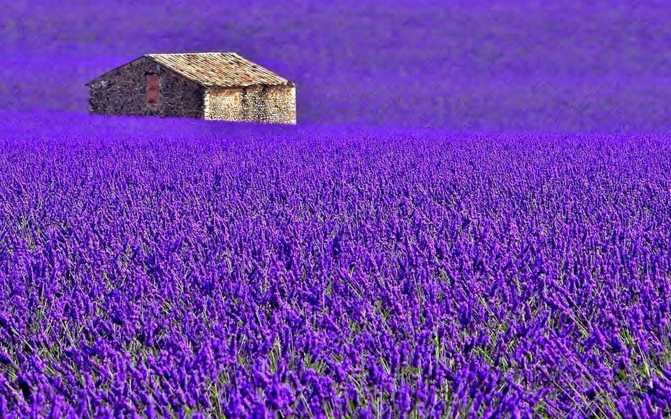 hoa lavender khô