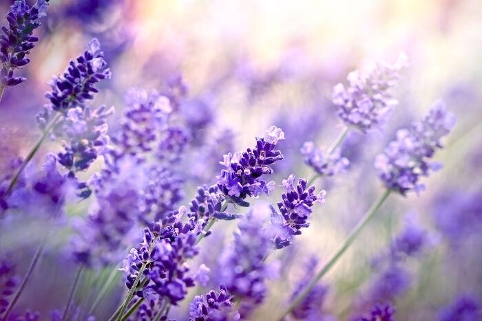 hoa lavender khô