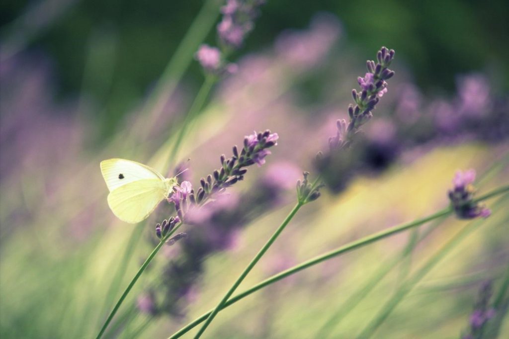 Tinh dầu lavender