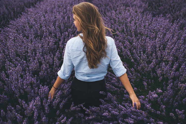 dầu gội Lavender