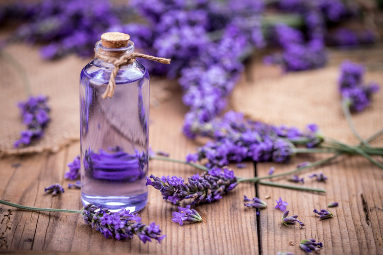 dầu gội Lavender 