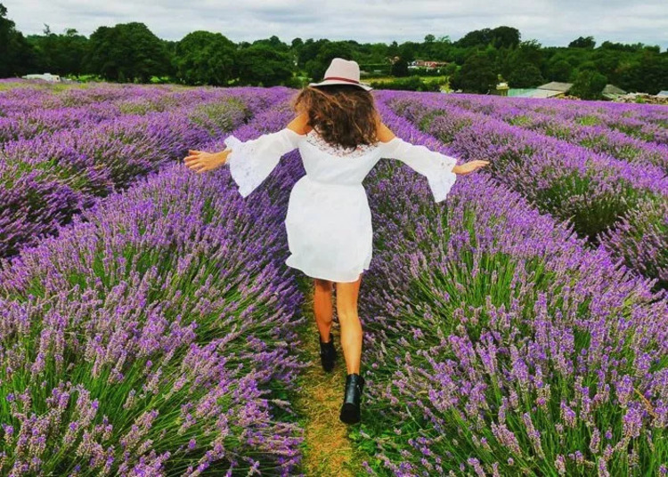 dầu gội Lavender 
