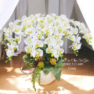 Chậu lan cao su non cao cấp