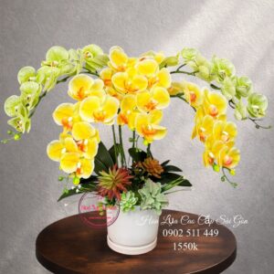 Lan hồ điệp cao su non cao cấp - Khai trương/ tân gia/ sinh nhật - cst2