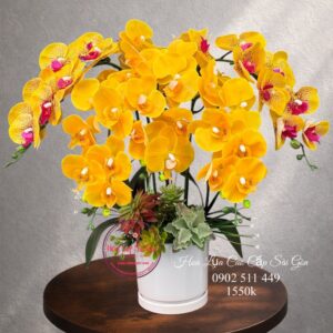 Lan hồ điệp cao su non cao cấp - Khai trương/ tân gia/ sinh nhật - cst5