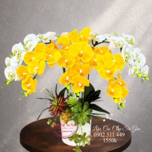 Lan hồ điệp cao su non cao cấp - Khai trương/ tân gia/ sinh nhật - cst6